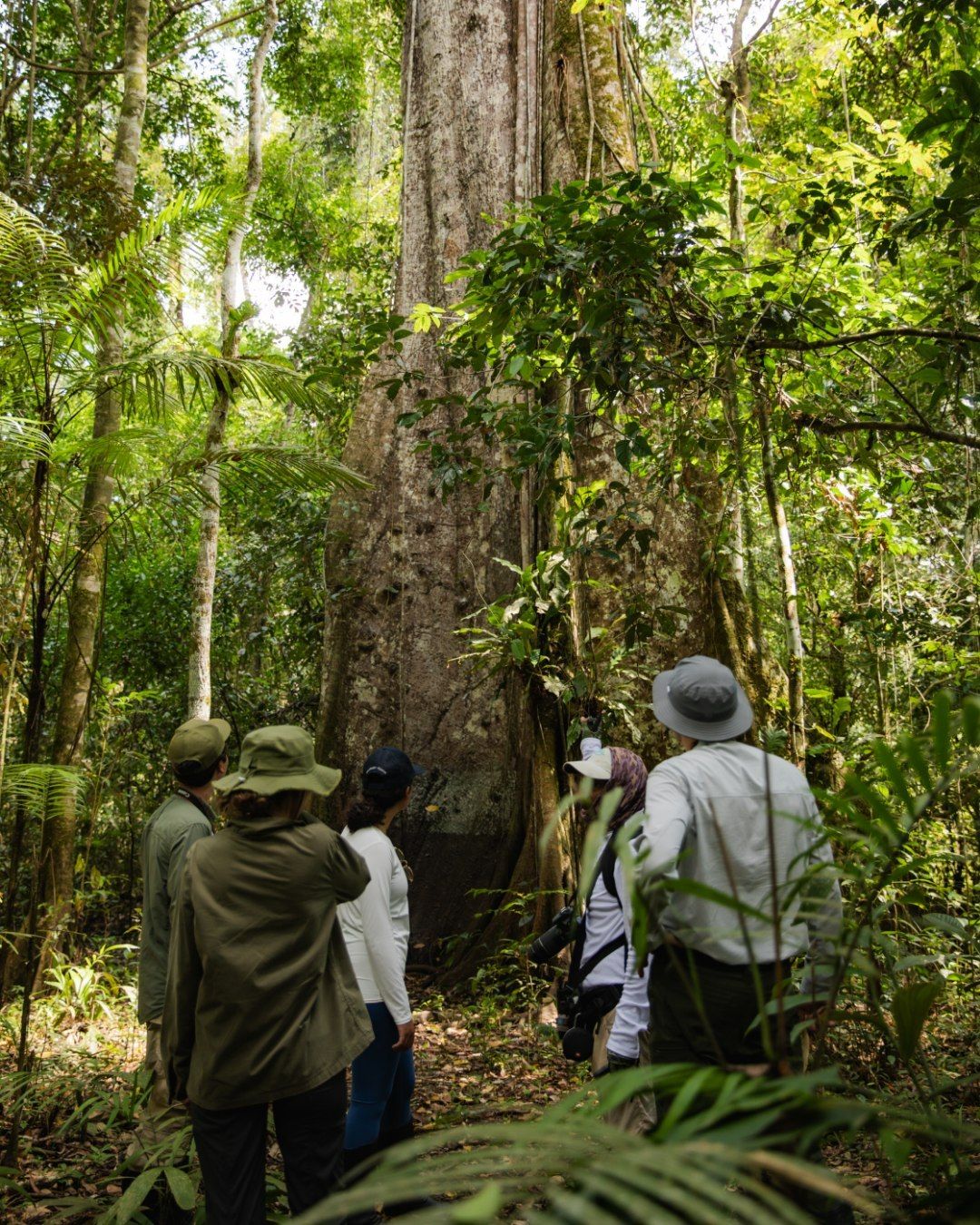 Discovering the Hidden Wonders of Central Borneo's Rainforests