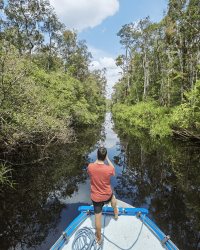 Ethical Wildlife Tourism: Protecting Orangutans Through Responsible Travel